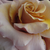 Różowo - biały - Róże rabatowe floribunda - Bright as a Button